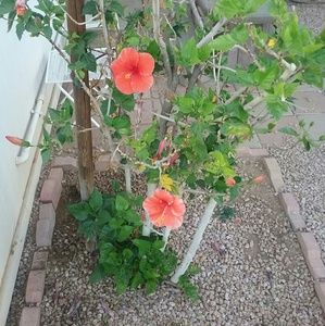 Meet your Posher, Reyna